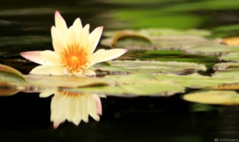 flower, lily pad, lake, NYC, central park